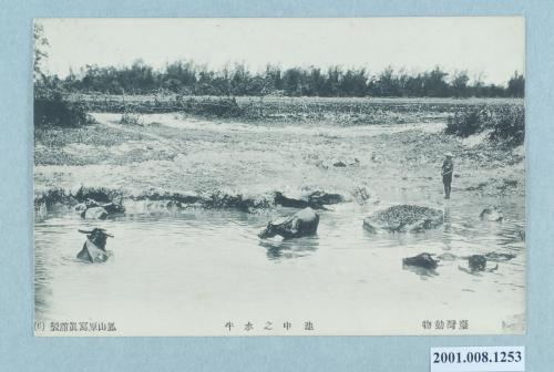 鳳山原寫真館製池中之水牛