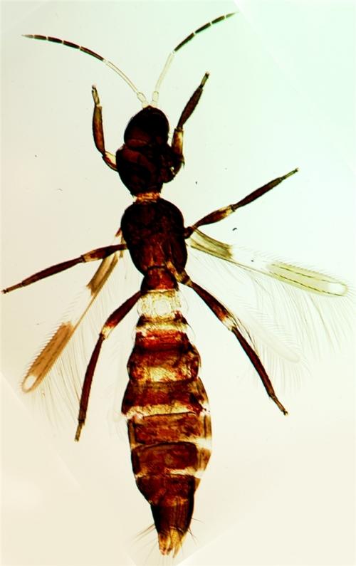 Franklinothrips vespiformis