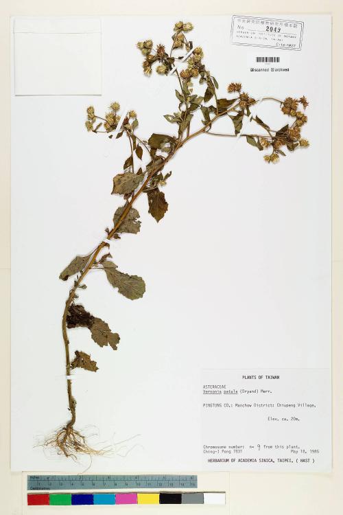 Vernonia patula (Dryand.) Merr._標本_BRCM 5104