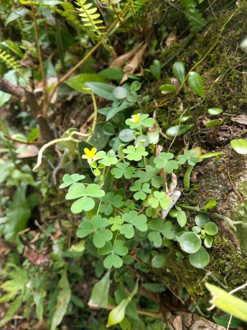 黃花酢醬草