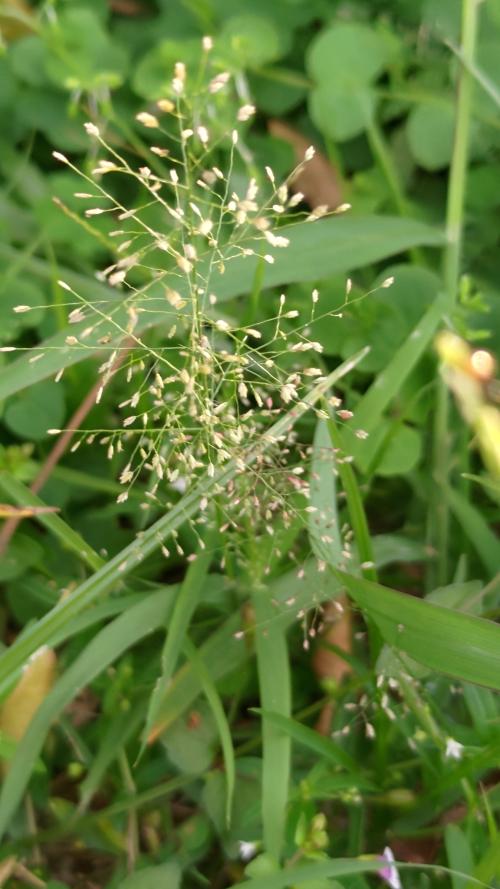 鯽魚草