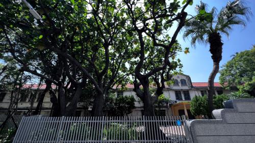 新竹國小校內的麵包樹