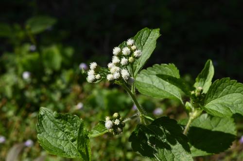 勝紅薊 (藿香薊)