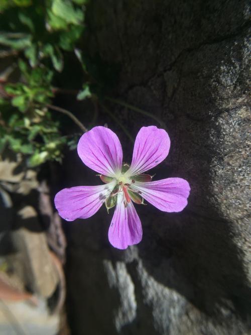 單花牻牛兒苗