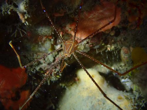 Spider Squat Lobster