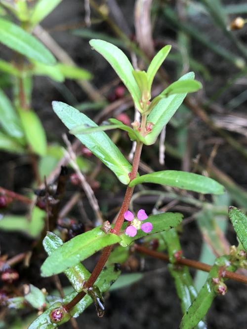 耳葉水莧菜