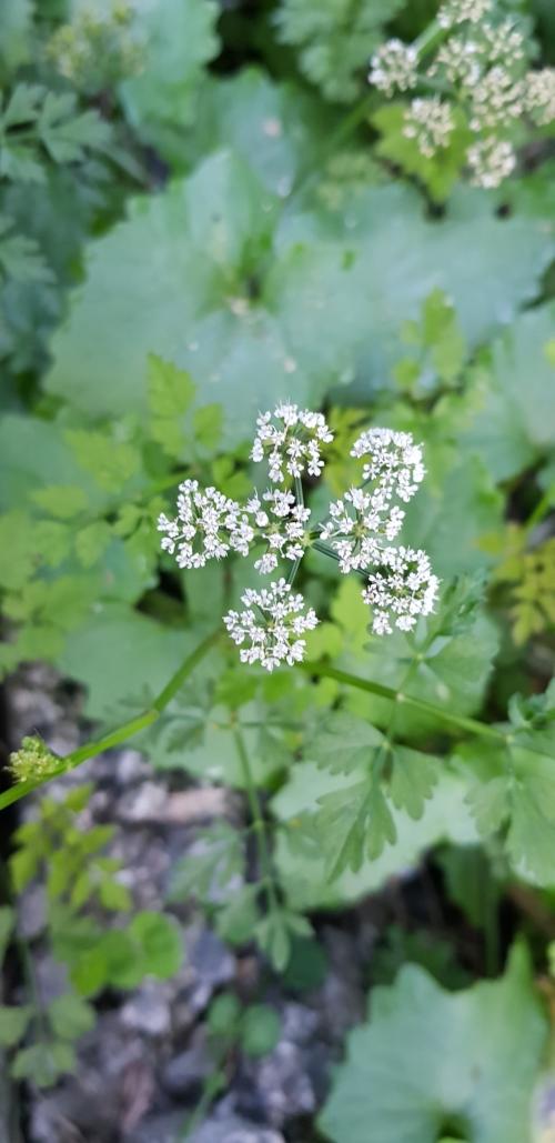 水芹菜