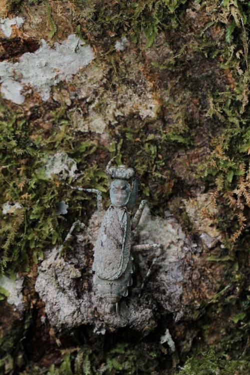 樹皮螳螂-雌
