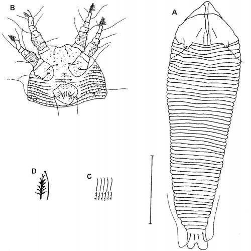 Abacarus ellipticae Huang, 2001