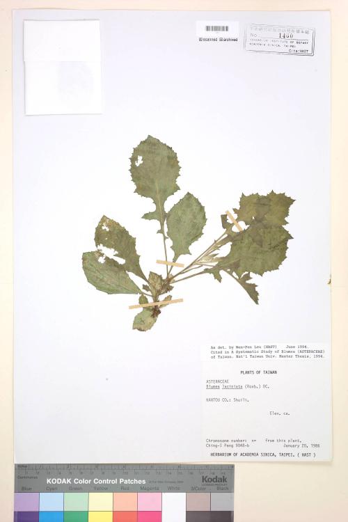 Blumea laciniata (Roxb.) DC._標本_BRCM 4808