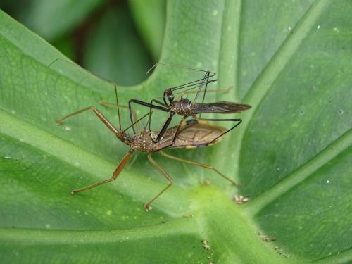 白斑素獵椿象 (六刺素獵椿象)