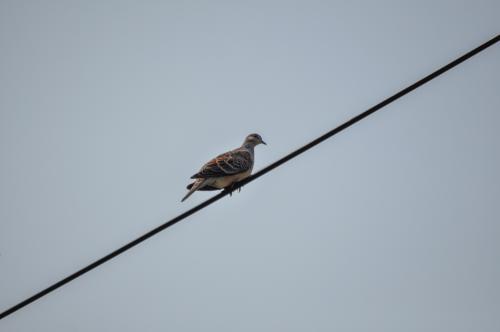 金背鳩(台灣亞種)