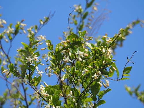 臺灣野茉莉