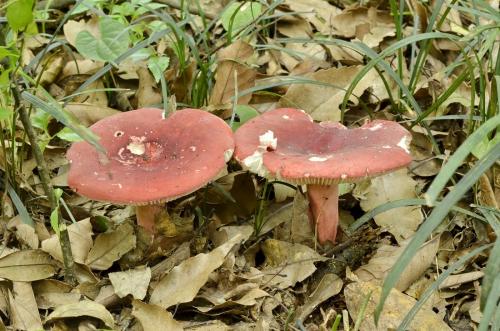 Russula sanguinea(血紅菇)