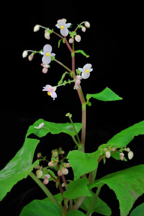 Begonia alicida C.B.Clarke