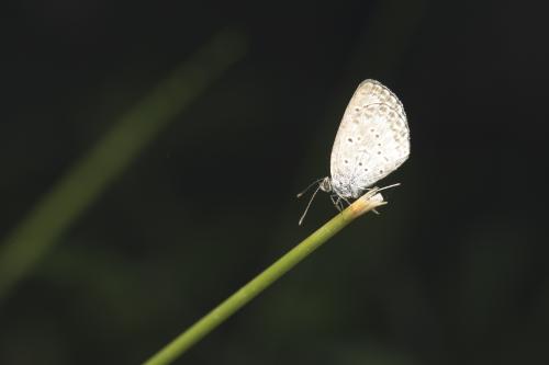 沖繩小灰蝶