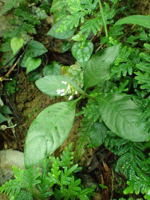 白花蛇根草