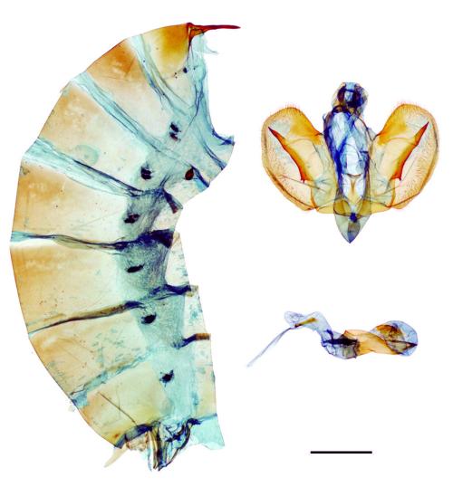 Byasa confusus mansonensis (Fruhstorfer, 1901) 麝鳳蝶