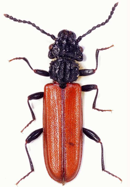 紅翅扁甲標本照