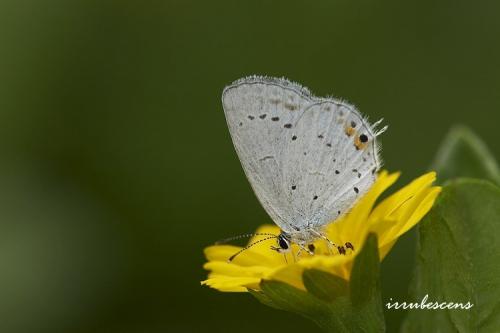 L49-1 燕藍灰蝶