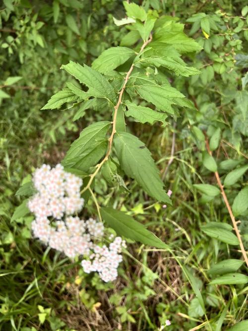 臺灣繡線菊