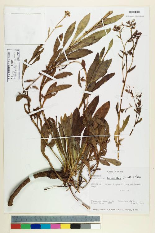 Crepidiastrum lanceolatum (Houtt.) Nakai_標本_BRCM 6377