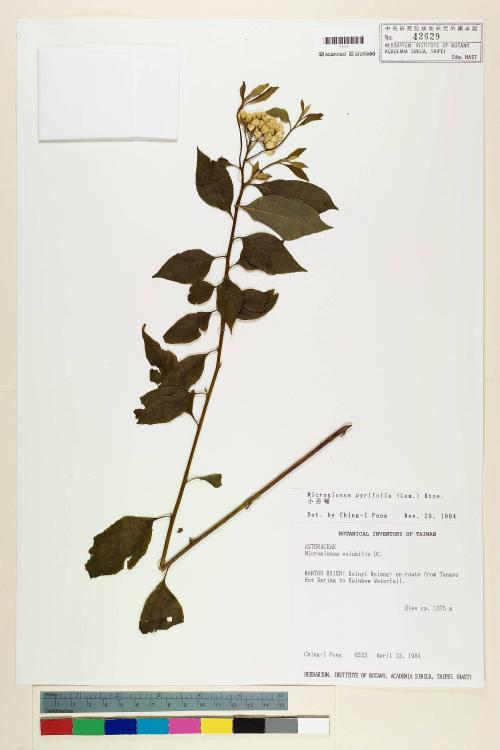 Microglossa pyrifolia (Lam.) Kuntze_標本_BRCM 6520