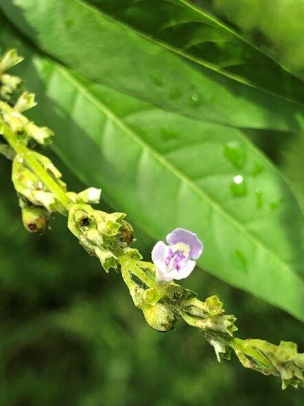 黃荊