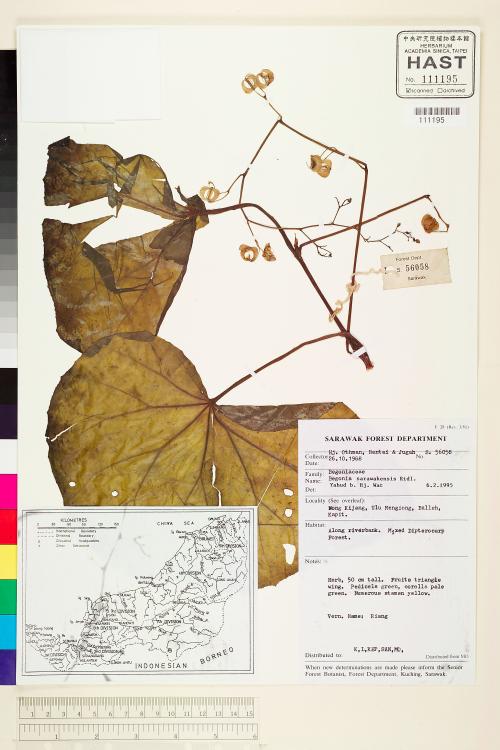 Begonia sarawakensis標本_BRCM 1984