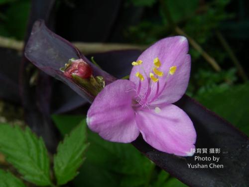 紫錦草