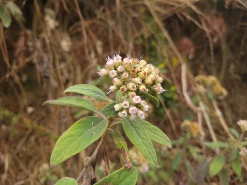 美洲闊苞菊