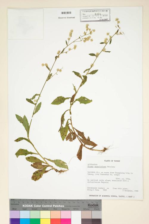 Blumea sessiliflora Decne._標本_BRCM 4818