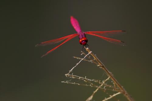 紫紅蜻蜓@花蓮白鮑溪