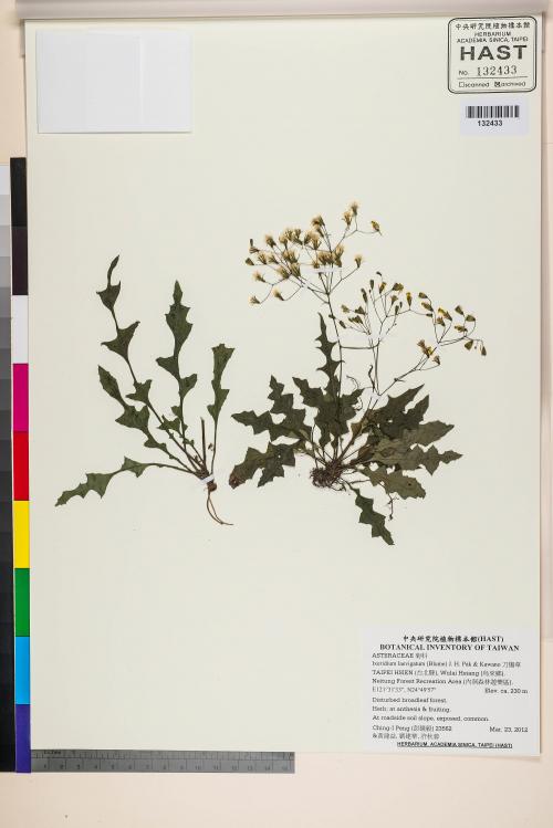 Ixeridium laevigatum (Blume) Pak & Kawano_標本_BRCM 7643