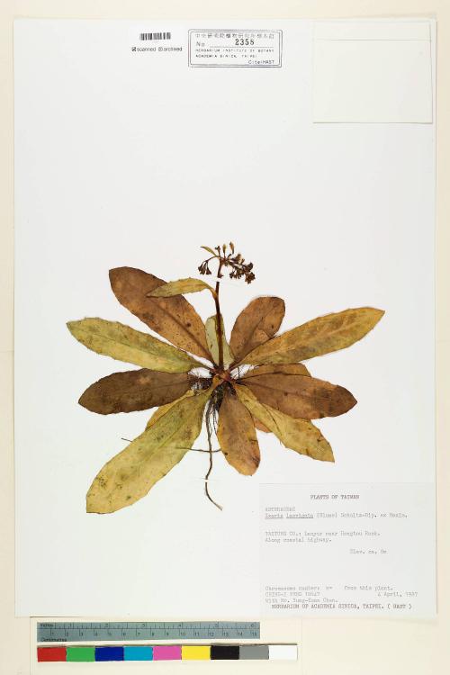 Ixeris laevigata (Blume) Schultz-Bip. ex Maxim var. oldhami (Maxim.) Kitam._標本_BRCM 6968
