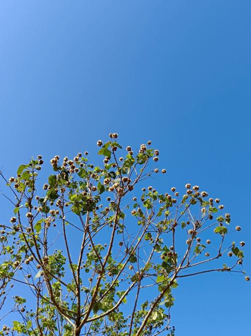 牧野氏山芙蓉