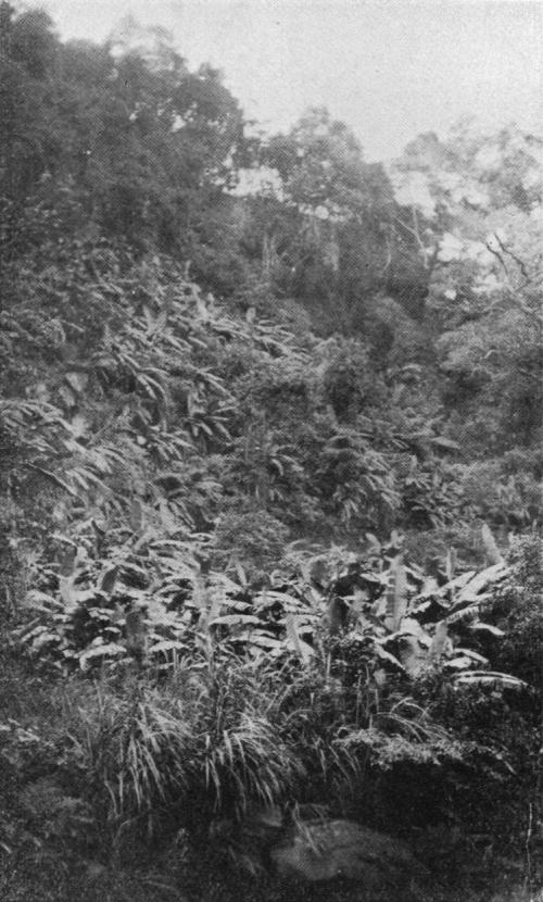 熱帶林內溼地植物群