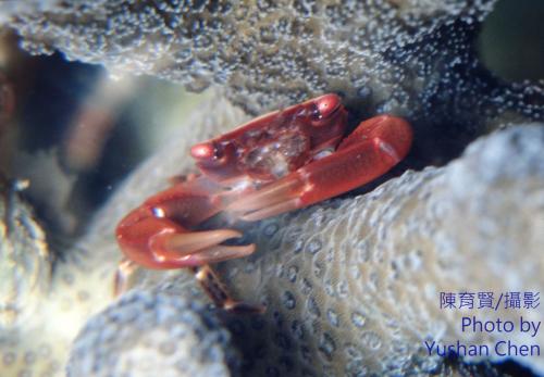 紅點梯形蟹 (斑點梯形蟹、白背梯形蟹)
