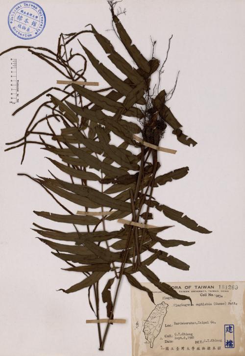 Plagiogyria euphlebia (Kunze) Mett._標本_BRCM 4491