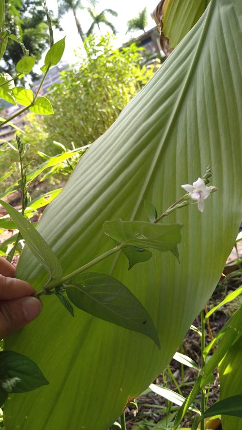 小花寬葉馬偕花