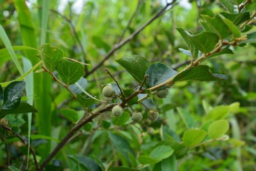 臺灣野茉莉