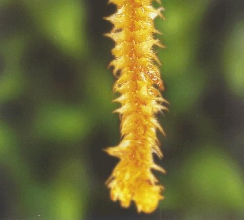 齒鞭廣萼蘚