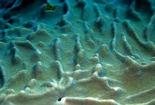 分隔指形軟珊瑚