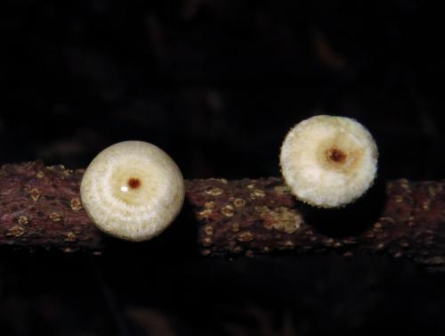 Crinipellis scabella(柄毛皮傘)