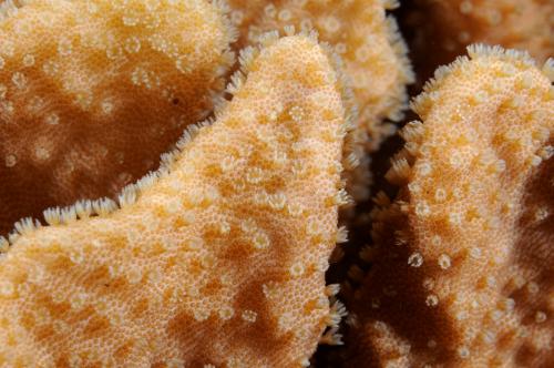 薄板葉形軟珊瑚;聚葉形軟珊瑚