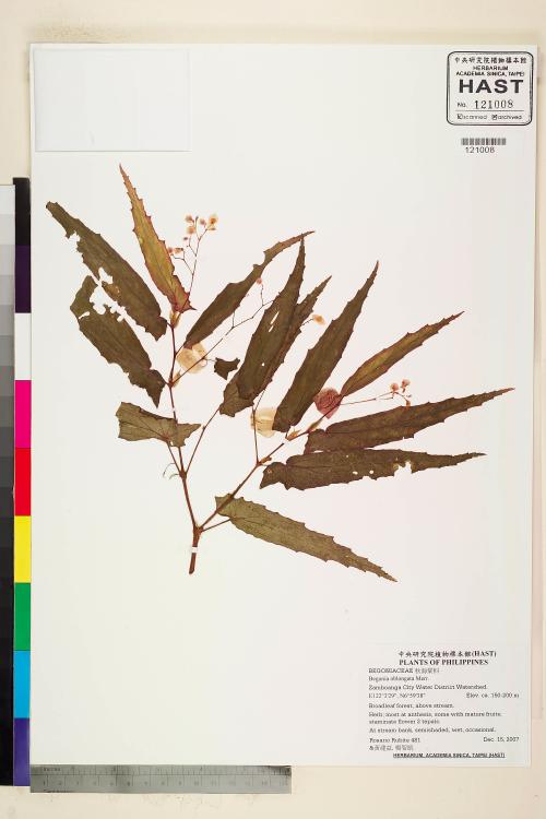 Begonia oblongata標本_BRCM 2274
