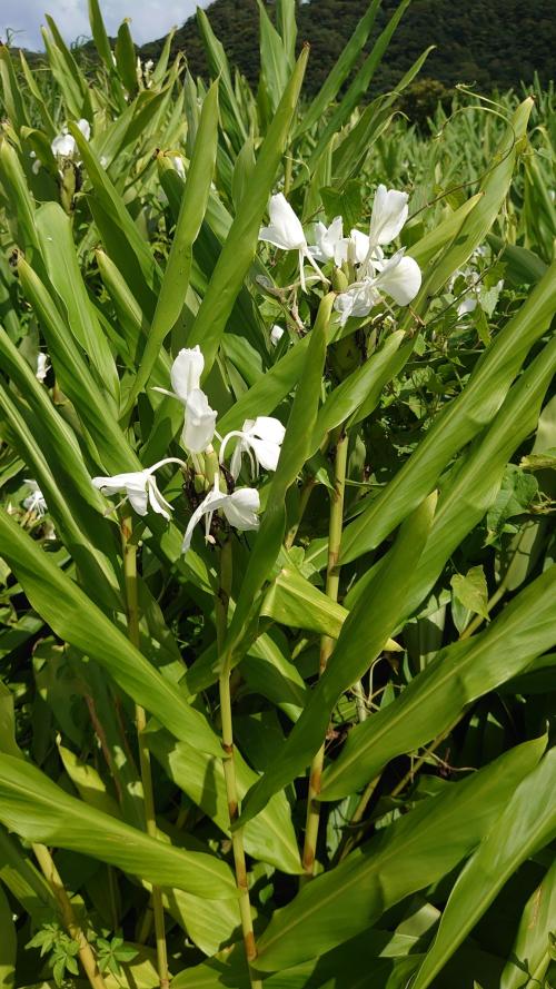 野薑花