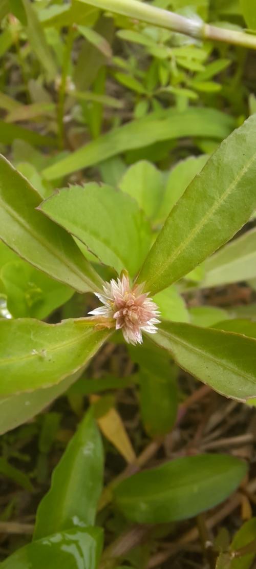 蝦鉗菜 (蓮子草 )