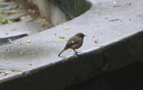 黃尾鴝