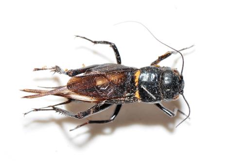 黃斑黑蟋蟀 Gryllus bimaculatus